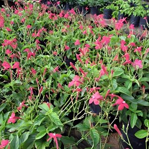HP-RUELLIA ROSEA