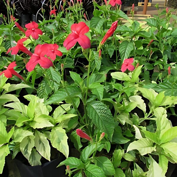 HP-RUELLIA ROSEA - Image 3