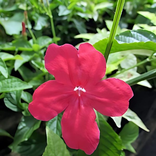 HP-RUELLIA ROSEA - Image 4