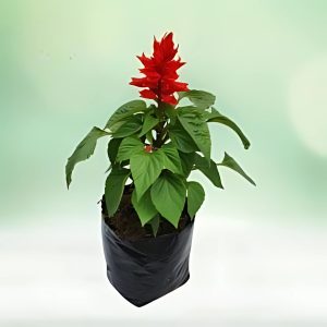 SALVIA SPP.
