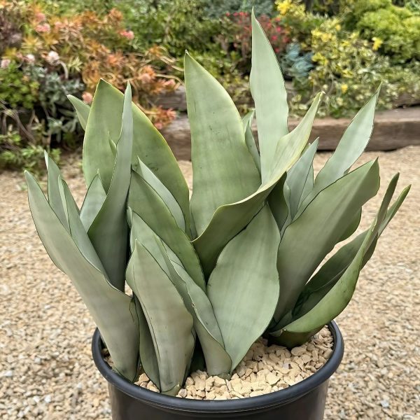 HP-SANSEVIERIA G. MOONSHINE - Image 3