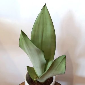 HP-SANSEVIERIA G. MOONSHINE