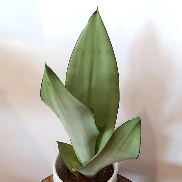 HP-SANSEVIERIA G. MOONSHINE - Image 2