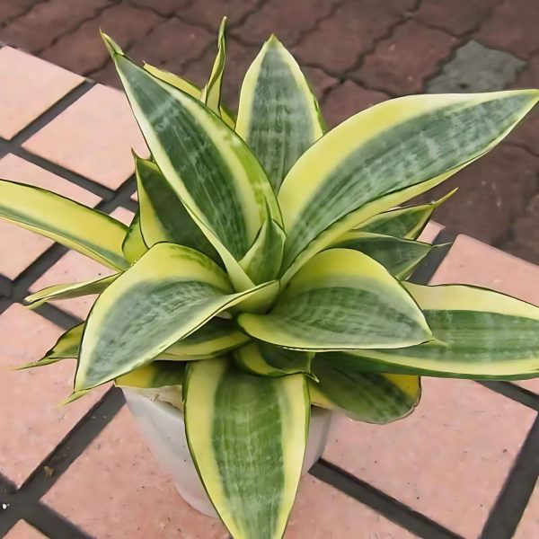 PHP-SANSEVIERIA T.G. HAHNII - Image 3