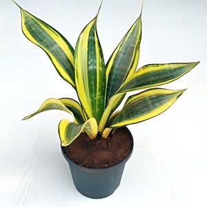 PHP-SANSEVIERIA T.G. HAHNII
