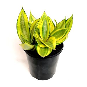 PHP-SANSEVIERIA T.G. HAHNII