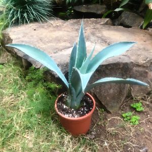 Agave americana