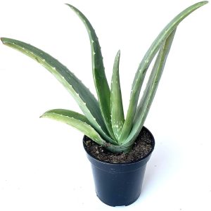 Aloe barbadensis