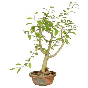 COMMIPHORA WIGHTII