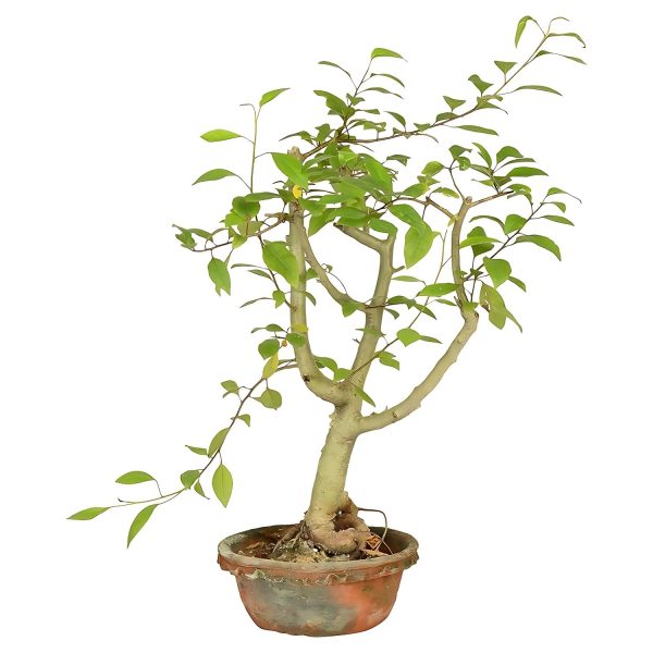 COMMIPHORA WIGHTII