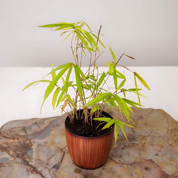 DENDROCALAMUS STRICTUS