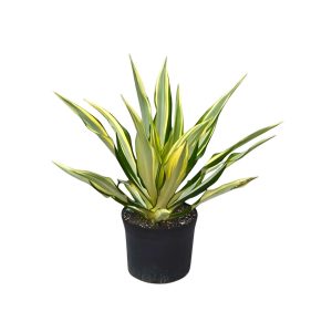 Furcraea foetida