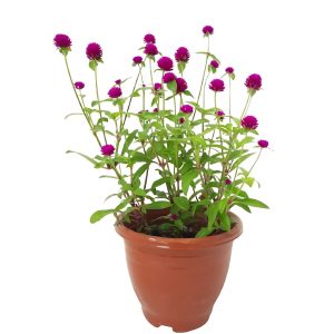 GOMPHRENA GLOBOSA