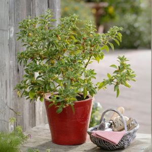 WITHANIA SOMNIFERA