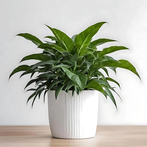 SOLANDRA NITIDA - Image 4