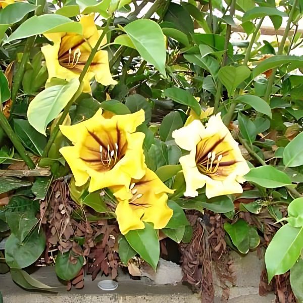 SOLANDRA NITIDA