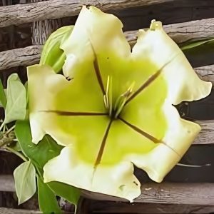 SOLANDRA NITIDA