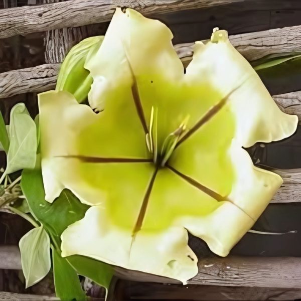 SOLANDRA NITIDA - Image 2