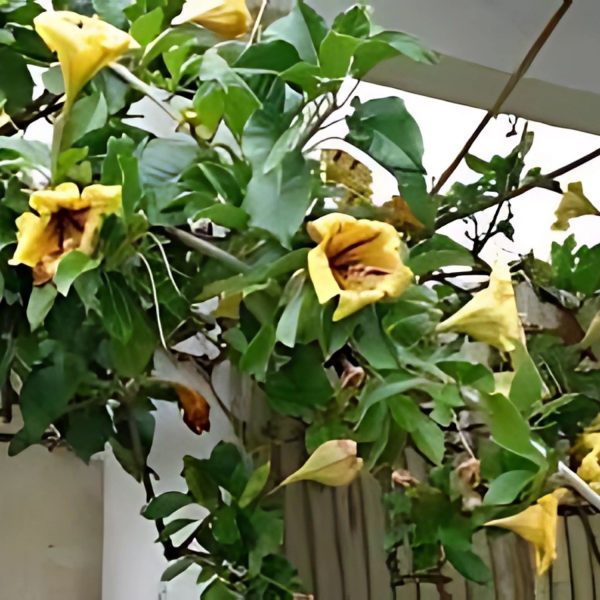 SOLANDRA NITIDA - Image 3