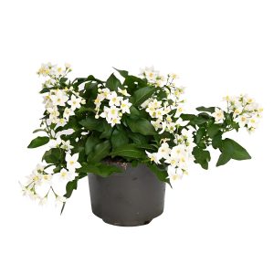 SOLANUM JASM.