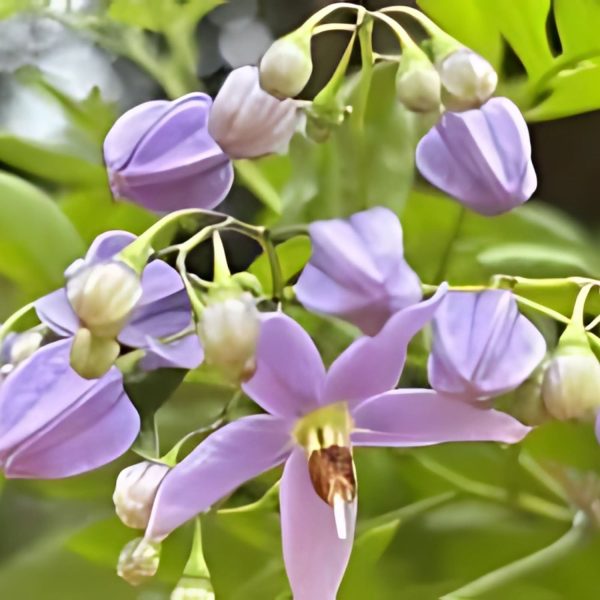 SOLANUM JASM. - Image 6