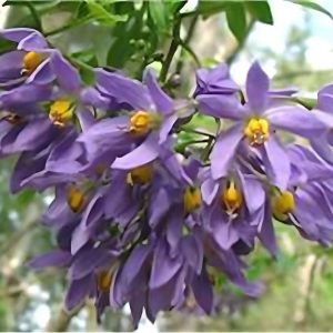 SOLANUM JASM.