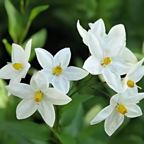 SOLANUM JASM. - Image 3