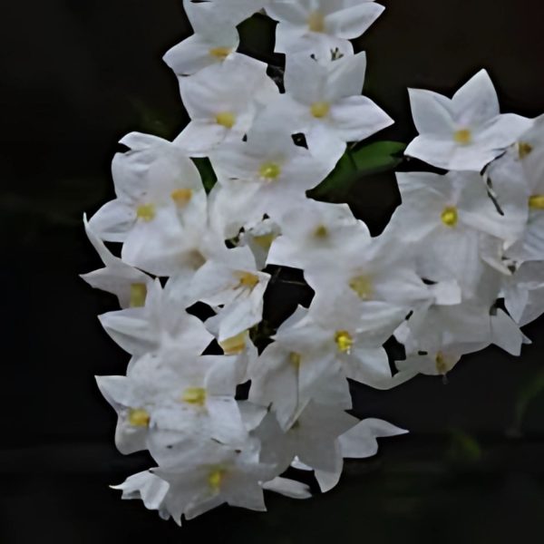 SOLANUM JASM. - Image 4