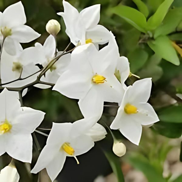 SOLANUM JASM. - Image 5