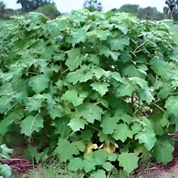 SOLANUM WEND. - Image 2