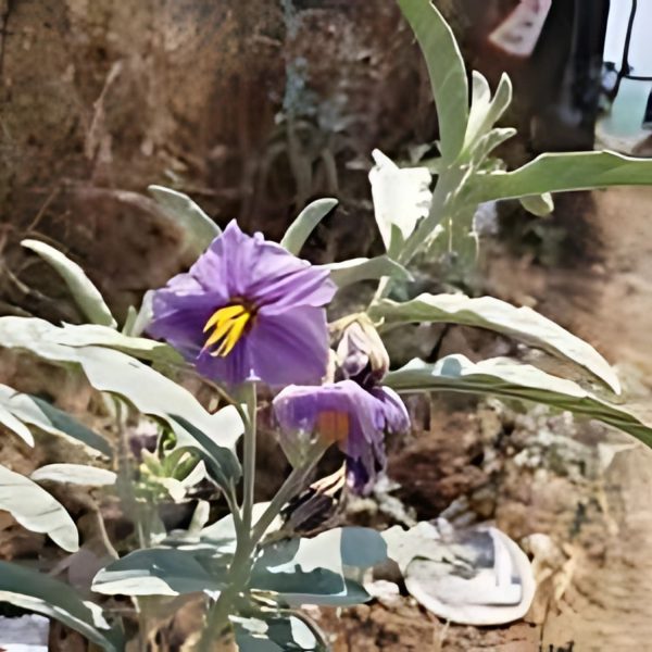 SOLANUM WEND. - Image 4