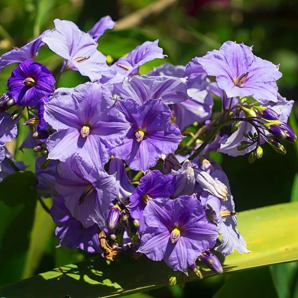 SOLANUM WEND. - Image 5