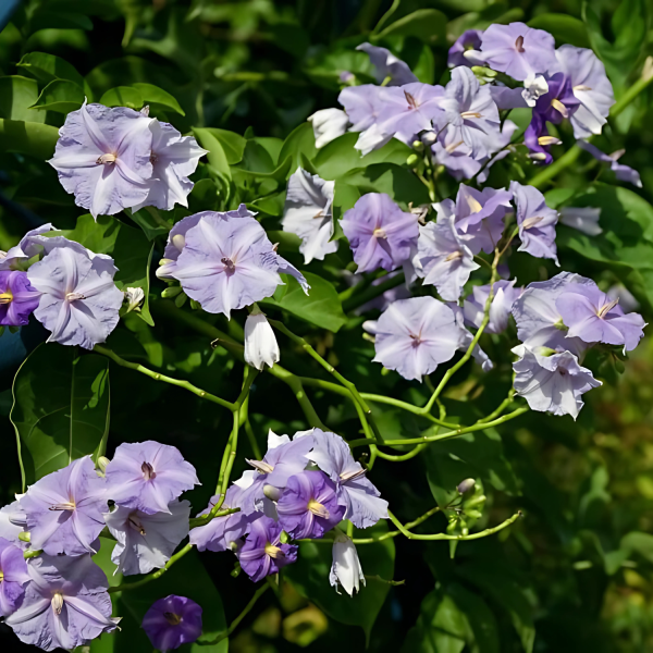 SOLANUM WEND.