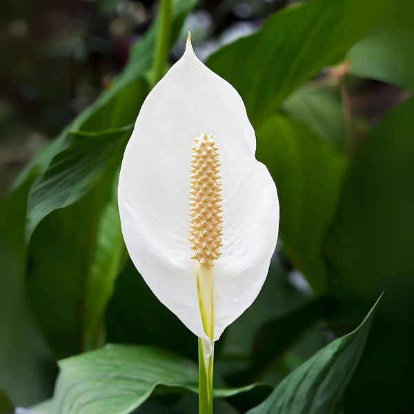 HP-SPATHIPHYLLUM WALLISII - Image 4