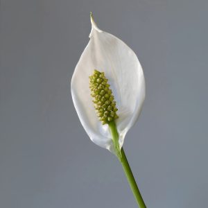 PHP-SPATHIPHYLLUM WALLISII