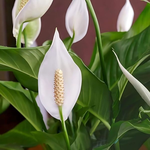 HP-SPATHIPHYLLUM WALLISII - Image 3