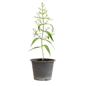 ANDROGRAPHIS PANICULATA
