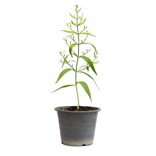 ANDROGRAPHIS PANICULATA