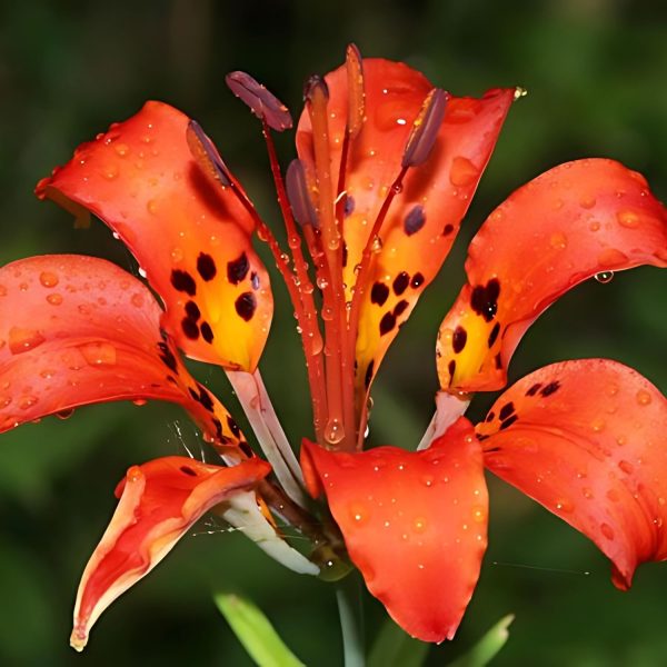 DAEDALACANTHUS MACROPHYLLUS - Image 2
