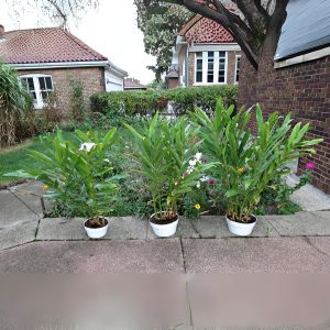 HEDYCHIUM CORONARIUM