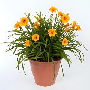 HEMEROCALLIS FULVA