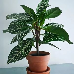 PHP-APHELANDRA SQU. LOUISAE