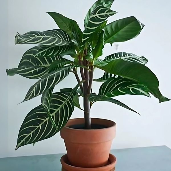 PHP-APHELANDRA SQU. LOUISAE