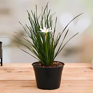 ZEPHYRANTHES CANDIDA