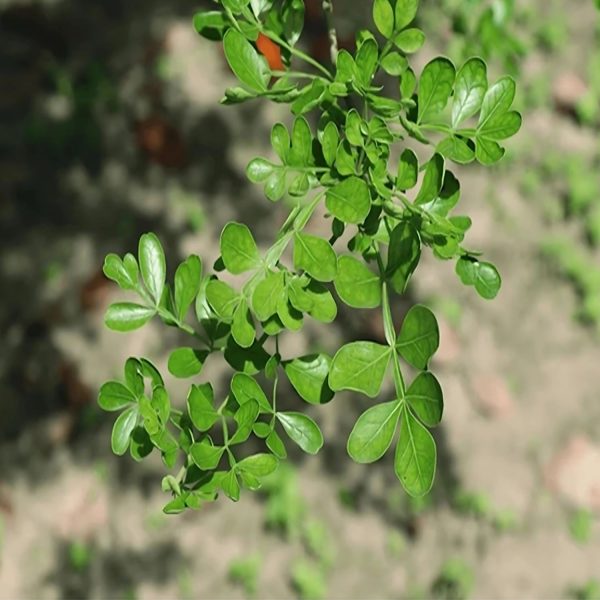 LIMONIA SPECIES - Image 5