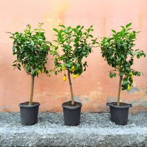 LIMONIA SPECIES