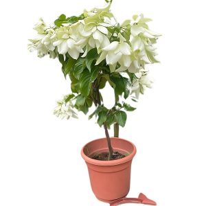MUSSAENDA FRONDOSA