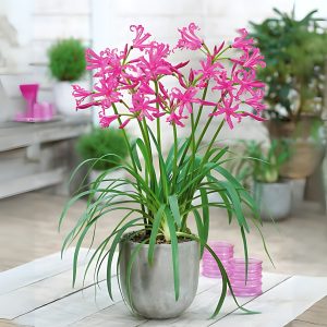 NERINE BOWDENII