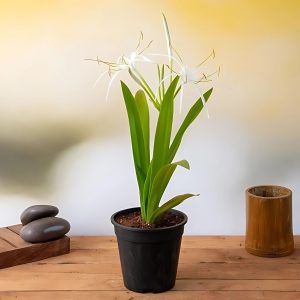 HYMENOCALLIS SPECIOSA