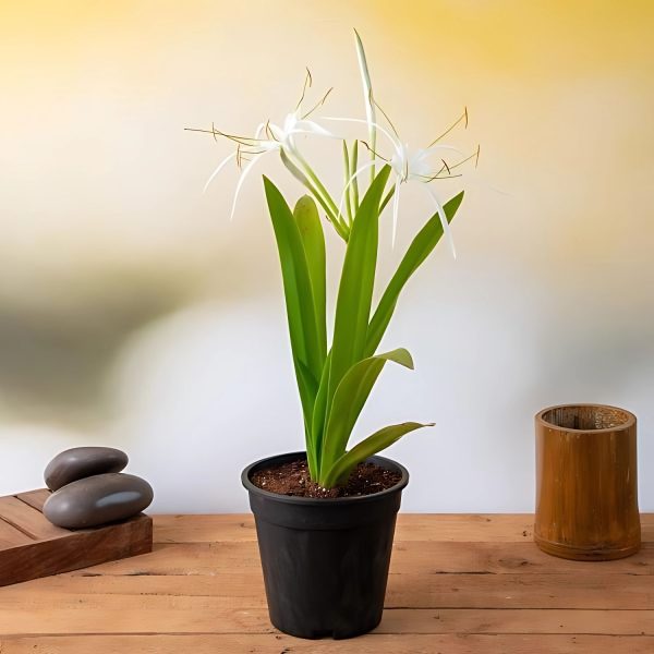 HYMENOCALLIS SPECIOSA